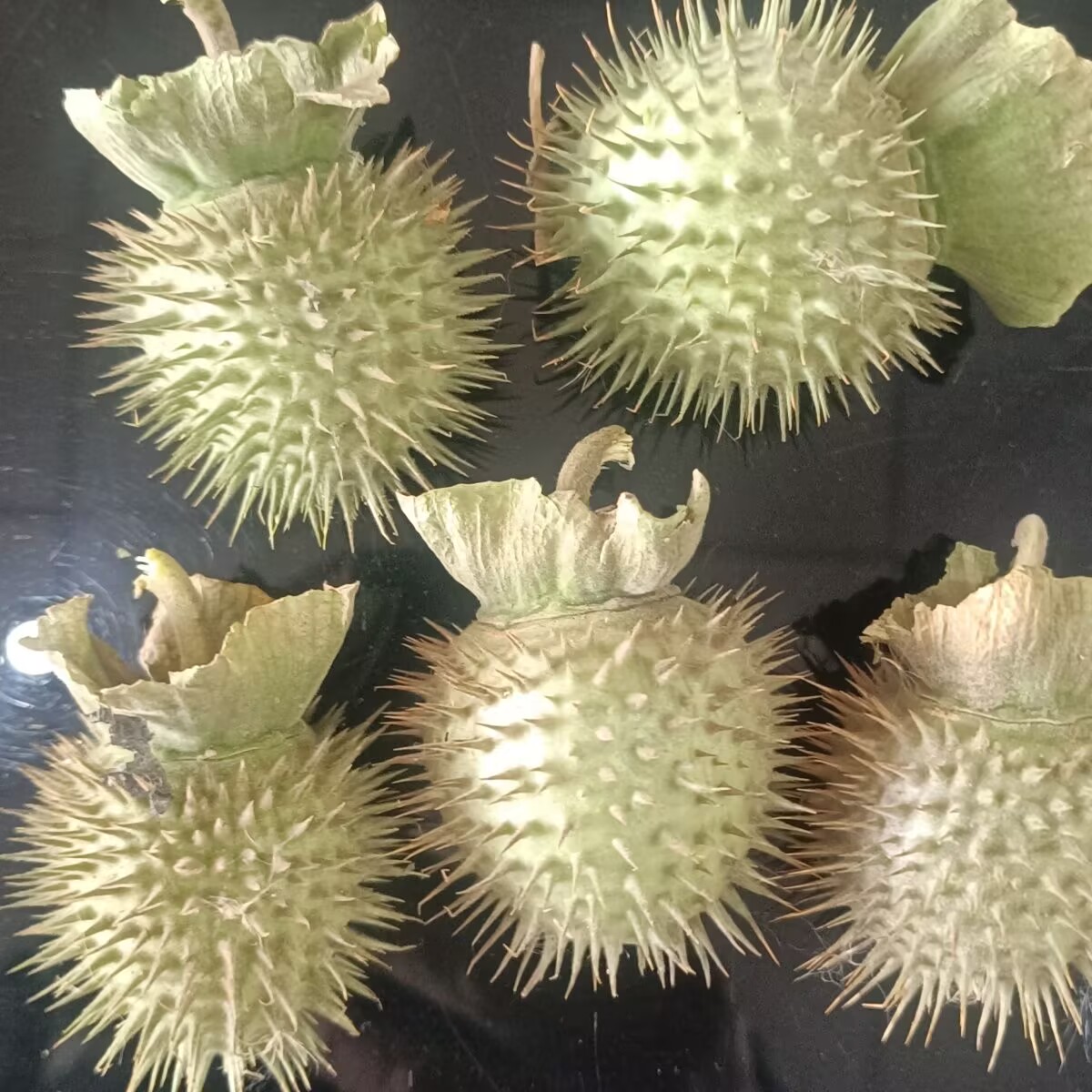 Dosettes de Datura séchées nat - Candle Making And Perfume avis et prix